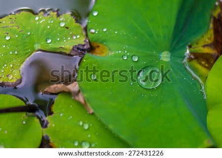 Water drops on lotus leaves
