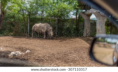 Bangkok, Thailand - Aug 16 , 2015: Picture of a Rhino from private car at Safari World of Thailand, the best open zoo which can drive in.