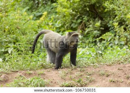 Sykes\' Monkey walking in forest near Ngorogoro Crater, Tanzania, East Africa.
