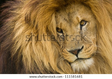 Portrait of male Lion staring into distance.