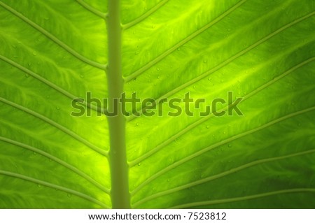 green leaf structure