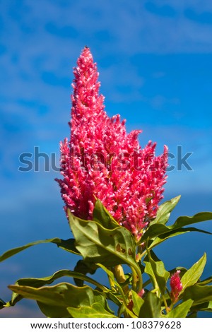Plumed cockscomb flowers with blue sky