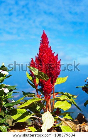 Plumed cockscomb flowers with blue sky