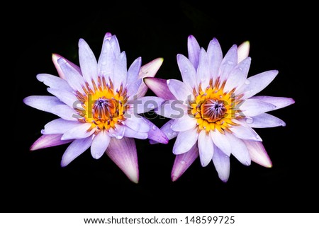 Beautiful water lily isolated on black background