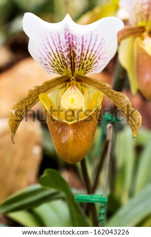 Close up of lady\'s slipper yellow orchid (Paphiopedilum Callosum).