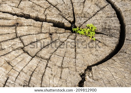 Leadership success and hope concept.Strong seed growing on old cut down tree.
