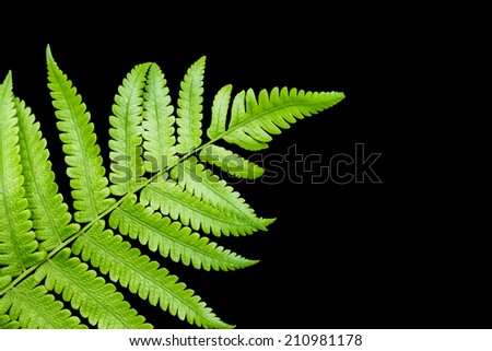 fern leaf isolated on black background