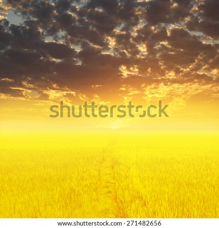 Sunset on the golden meadow. Intense sun setting down on a dried paddy field.