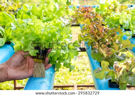 Hydroponic vegetable in farm. Lettuce in hand.