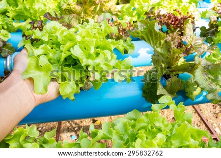 Hydroponic vegetable in farm. Lettuce in hand.