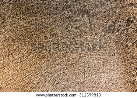 High quality of natural brown fur texture background