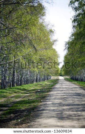 Birch trees lane