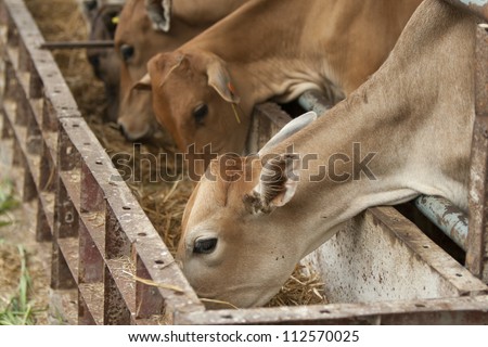 cows in farm