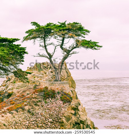 Monterey, CA, USA - Sept. 11, 2013: A western icon, the Lone Cypress Tree is one of the most photographed trees in North America. It stands on a granite hill off  the 17-mile drive in Pebble Beach.