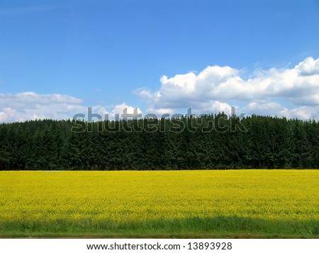 File name: Yellow field and green forest on the blue sky background