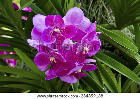 Vanda is kind of orchid and this is pink vanda flower.