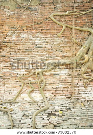The old brick wall and tree roots background (ruins of Ayutthaya, old capital of THAILAND)