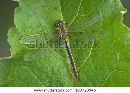 A large green dragonfly is resting on a large leaf in spring.