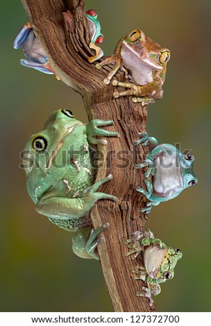 Many varieties of tree frogs are sitting together on a branch. From bottom left to bottom right - waxy monkey tree frog, red-eyed tree frog, big-eyed tree frog, whites tree frog, gray tree frog