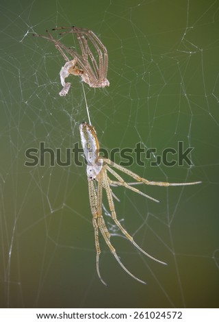 An argiope spider just shed her skin.