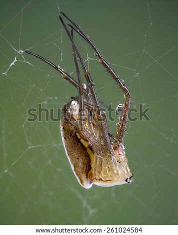 A young argiope spider is shedding its skin.