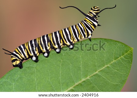 monarch caterpillar clipart. A Monarch caterpillar is
