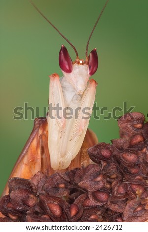 A male orchid mantis sits in the praying position.