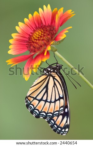 A viceroy butterfly hangs from a blanket flower.
