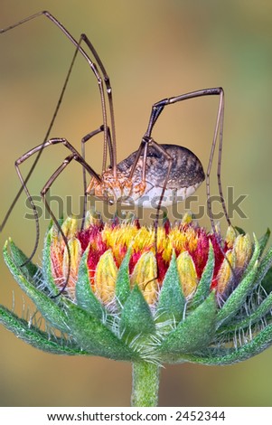 A daddy long legs sits on a blanket flower.