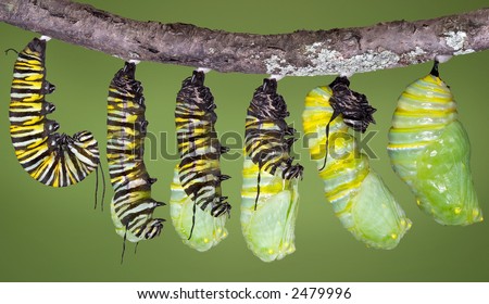 monarch caterpillar clipart. A monarch caterpillar is
