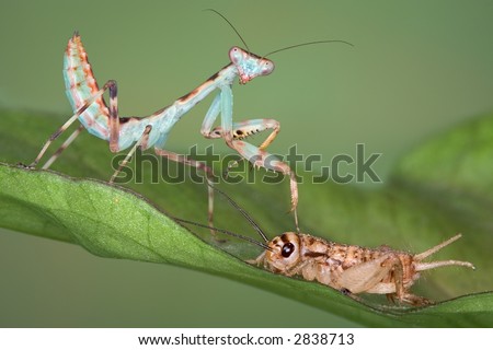 A thai green mantis nymph is putting his front foot on a cricket that is too big to eat.
