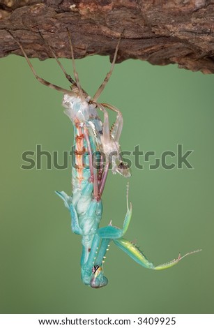 A female Thai green mantis is shedding its skin for the last time. Its wings will then unfold and it will be an adult.