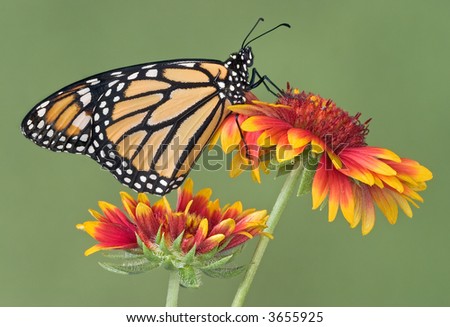 A female monarch is sitting on a blanket flower.