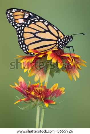 A female monarch is sitting on some blanket flowers.