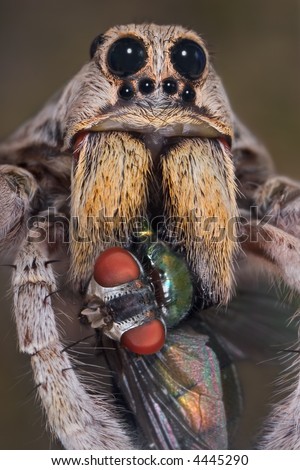 A male wolf spider caught a blow fly.