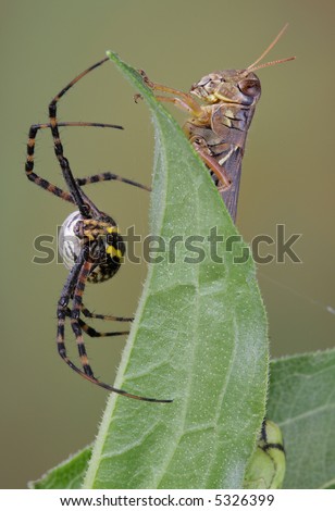 A banded argiope is sitting on one side of a leaf and a big hopper is sitting on the other side.