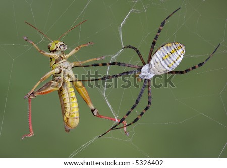 A banded argiope spider is crawling toward a hopper that got stuck in her web.