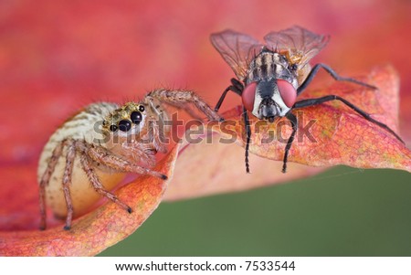 A jumping spider is sitting next to a fly