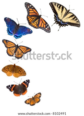 7 different butterflies are arranged on a white background. From bottom is northern crescent, painted lady,fritillary,viceroy,red-spotted purple,monarch, tiger swallowtail.