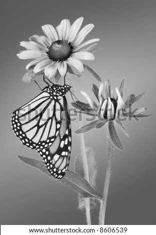 A monarch is hanging from the petal of a black-eyed susan.