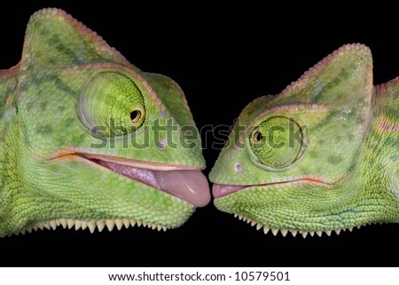 female yemen chameleon. Precisely yemen chameleons