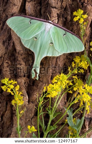 A luna moth is perched on the side of a tree.
