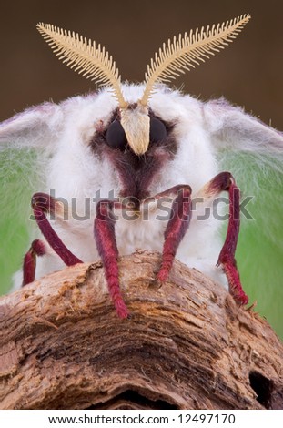 A newly emerged Luna moth is posing for a portrait.
