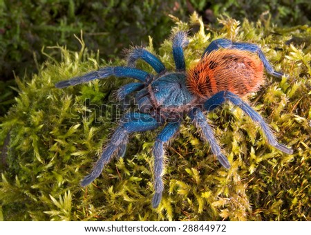 Blue Bottle Tarantula