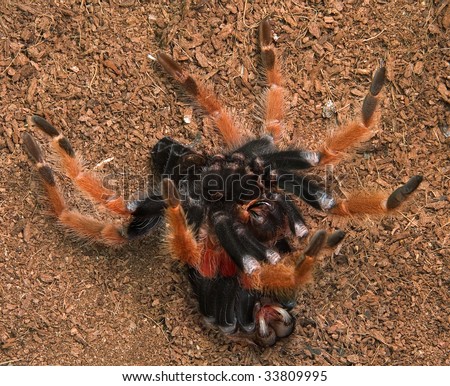 A mexican fire-leg tarantula is shedding her skin. She is on the bottom emerging from the skin on top of her.