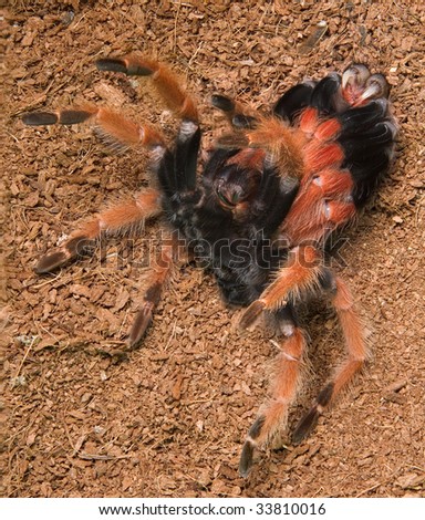 A mexican fire-leg tarantula is shedding her skin. She is in the upper right with white fangs.