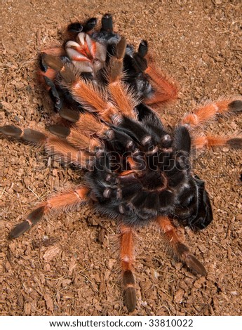 A mexican fire-leg tarantula has shed her skin and is laying upside down under it.