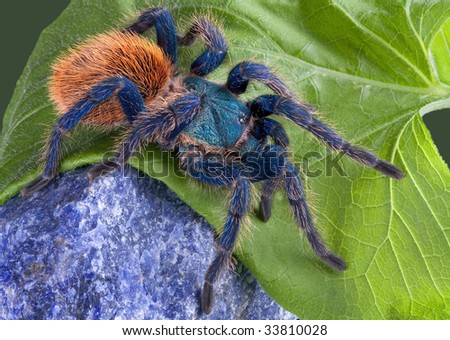 Blue Bottle Tarantula