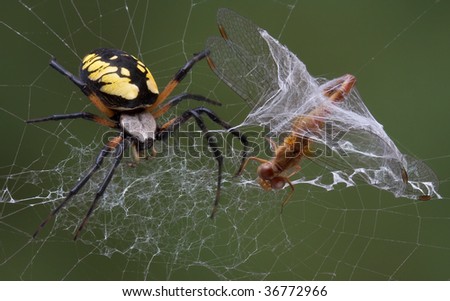An argiope spider has wrapped up a dragonfly that was caught in the spider\'s web.
