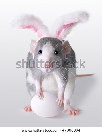 stock-photo-a-rat-is-wearing-bunny-ears-and-holding-an-egg-for-easter-47008384.jpg